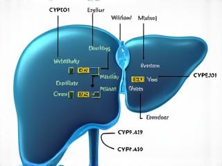 Illustration of fluconazole interacting with liver CYP450 enzymes affecting drug metabolism
