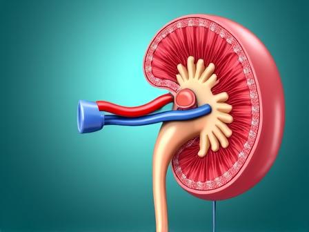 Medical illustration of kidney function showing diuretic action of Furosemide (Lasix) on the nephron