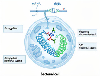 Medical illustration showing how doxycycline inhibits bacterial protein synthesis